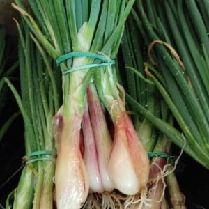 ECHALOTES NOUVELLES BIO 1KG