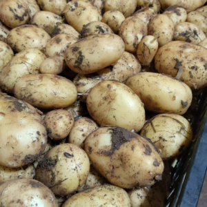 POMMES DE TERRE NOUVELLES BIO "LADY KRISTELL" 1KG
