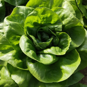 SALADE LAITUE BIO