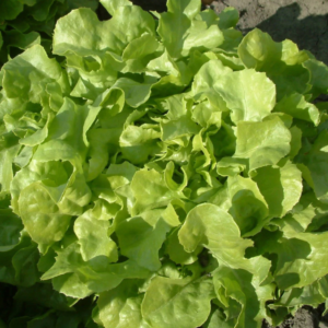SALADE FEUILLE DE CHENE VERTE BIO