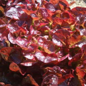 SALADE FEUILLE DE CHENE ROUGE BIO