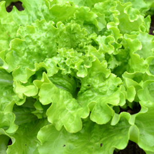 SALADE BATAVIA BIO