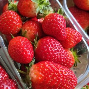 FRAISES BIO VARIETE DREAM BARQUETTE 250G