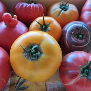 TOMATES ANCIENNES MIX BIO 1KG