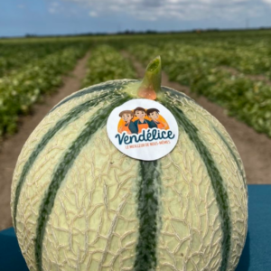 MELON DE VENDEE 1 PIECE