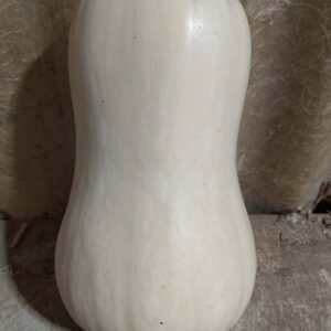 BUTTERNUT BIO (1pièce env. 1kg)