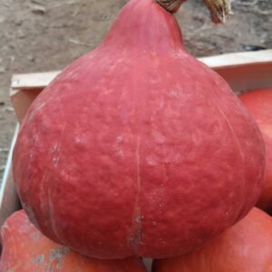 POTIMARRON BIO (1 Piièce env 1kg)
